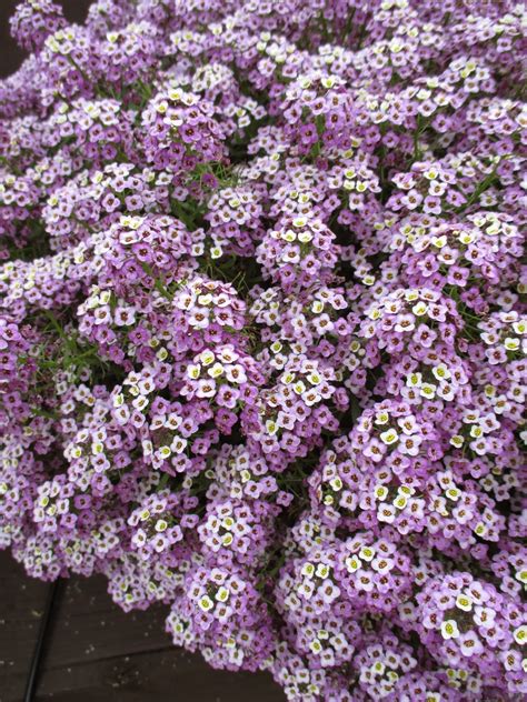 Sweet Alyssum Lobularia Maritima Rotary Botanical Gardens