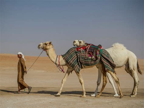 The Uaes Other Side Celebrating Camels In The Desert Photos Condé