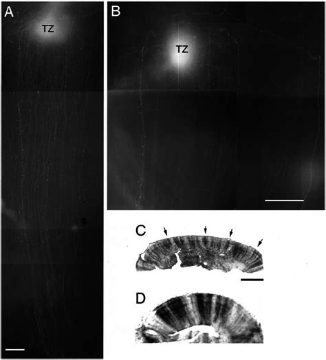 Retroviral Infection Per Se Does Not Alter Retinal Axon Targeting