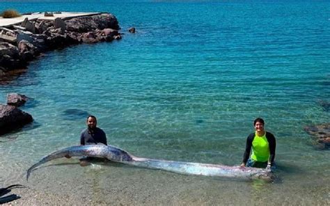 Massive 13-feet-long oarfish washed ashore Mexican beach; Video goes viral