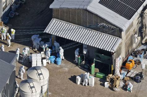 Japan Detects Seasons First Bird Flu Case To Cull 40000 Birds Nhk