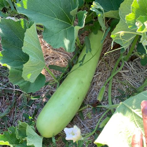 Lauki Bottle Gourd Truelove Seeds