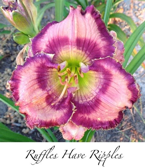 Daylily Hemerocallis Ruffles Have Ripples In The Daylilies Database