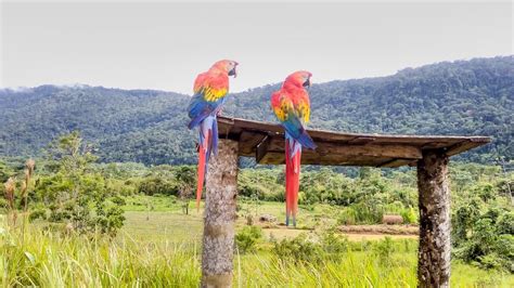 Manu National Park Peru 2024 Daring The Amazon Rainforest On My