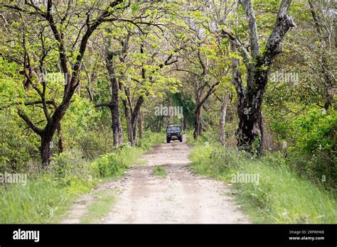 Tourists Exploring Kaziranga National Park By 4x4 Off Road Cars