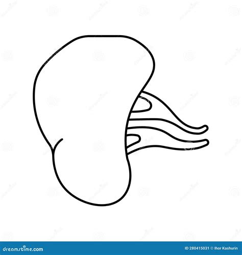 Spleen Line Icon Outline Symbol Vector Illustration Concept Sign