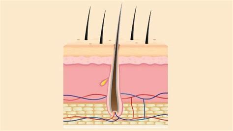 Understanding Hair Loss And Its Causes Hair La Vie