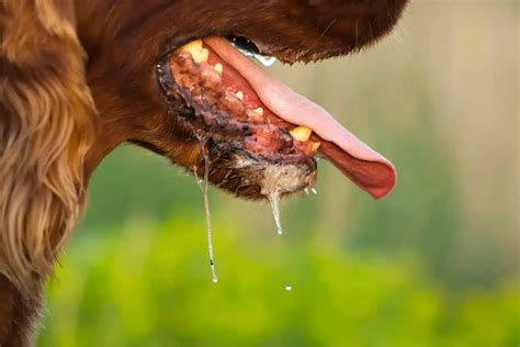 Hund Hat Wespenstich Im Maul 6 Symptome Behandlung