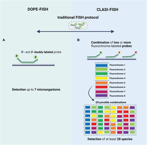 Frontiers Imaging Biofilms Using Fluorescence In Situ Hybridization