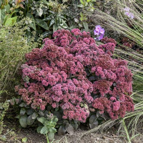 Sedum Midnight Velvet Cpbraf Pp35725 Perennial Resource