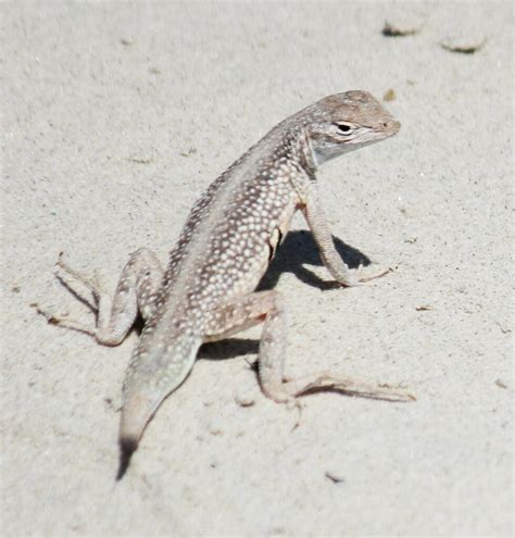 Keeled Earless Lizard From Kleberg County TX USA On June 28 2023 At