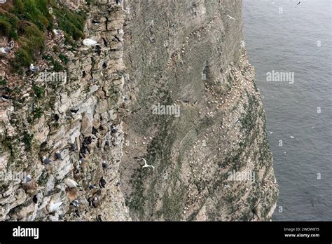 Thousands of seabirds nesting on the chalk cliffs of Bempton, East ...