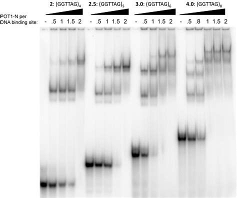 Figure 1 From Multiple POT1 TPP1 Proteins Coat And Compact Long