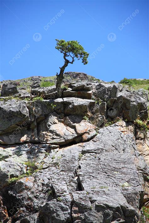 The Resilient Tree Thriving On A Rocky Terrain Photo Background And