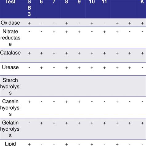 Different Biochemical Tests Of Isolated Bacteria Download Scientific