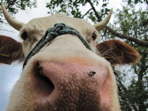 Fly On Cow’s Nose Free Image Download