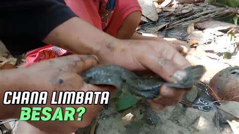 Nguras Kubangan Kecil Sungai Kecil Banyak Chana Limbata Bagus Bagus