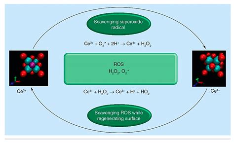 Reactive Oxygen Species Ros Scavenging And Surface Regeneration