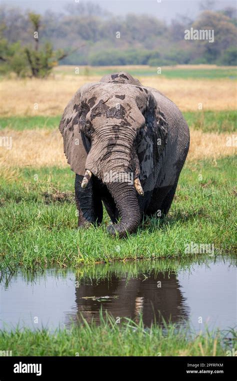 Lone Elephant Bull Loxodonta Africana Portrait Of His Tusks Trunk