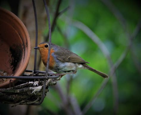 Robin Bird Songbird Feeding - Free photo on Pixabay - Pixabay