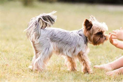 Yorkie Growth Chart Weight Height Developmental Stages More