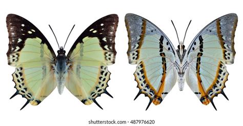 Mimathyma Schrenckii Both Forewing Hindwing View Stock Photo