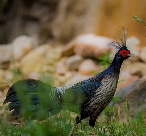 Kalij Pheasant on Ground · Free Stock Photo