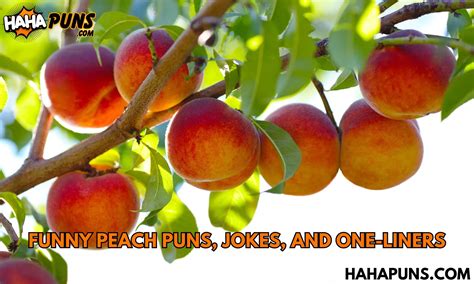 300 Funny Peach Puns Jokes And One Liners