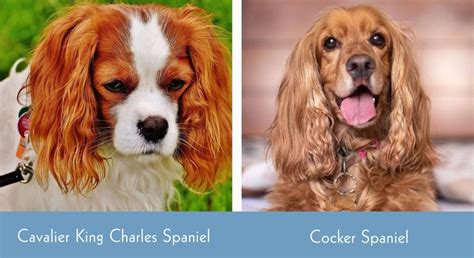 American Cocker Spaniel Vs Cavalier King Charles Spaniel