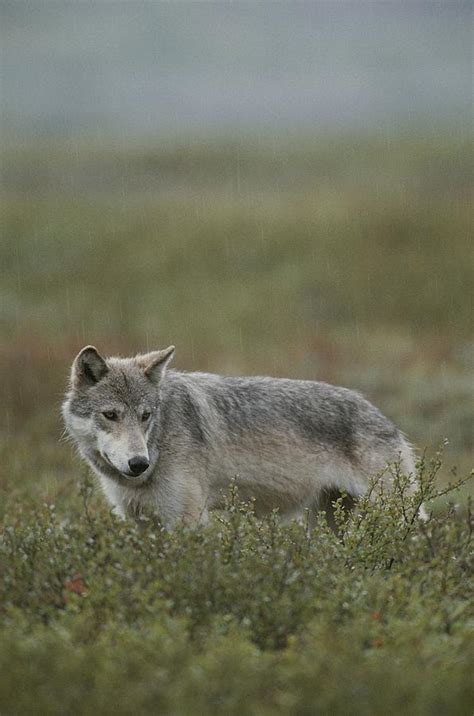 An Alaskan Grey Wolf Prowls For Food Photograph By Michael S Quinton