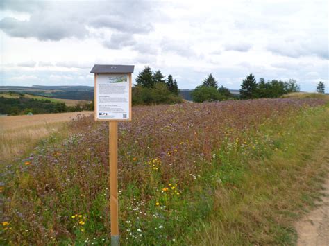 RG Niederburg Netzwerk Blühende Landschaft