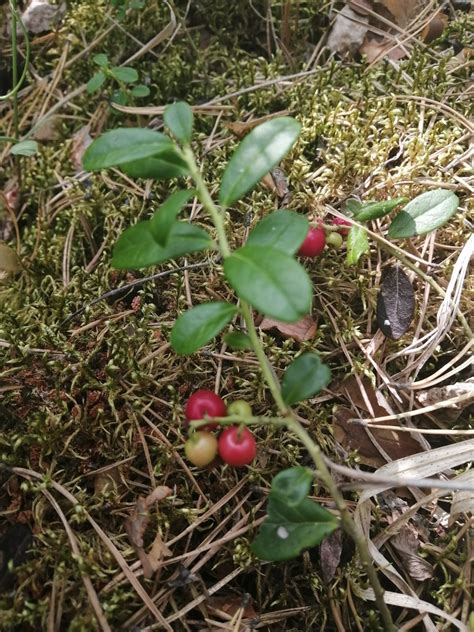 Lingonberry from Артемовский р-н, Свердловская обл., Россия on July 23 ...