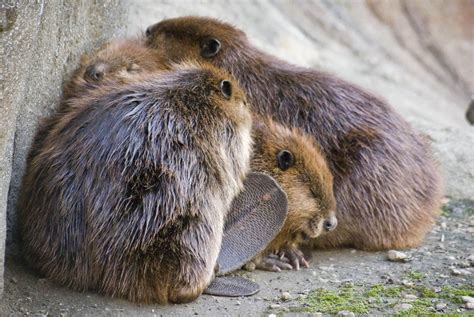 18 Beaver Shots You Definitely Shouldnt View At Work Beaver Shot