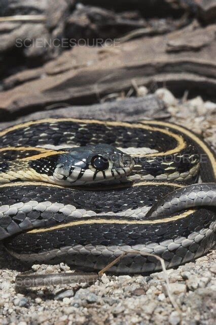 Photograph | Black-necked Garter Snake | Science Source Images