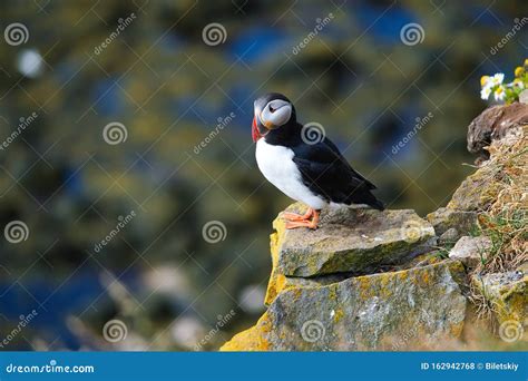 Puffin En Islande Oiseau De Mer Sur Les Falaises Abruptes Oiseaux Du