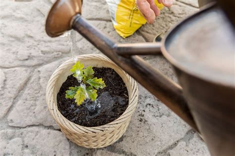 How To Plant An Acorn And Grow An Oak Tree