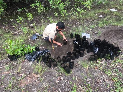 Jornadas De Reforestaci N De Manglar En Laguna Las Lajas Chiriqu