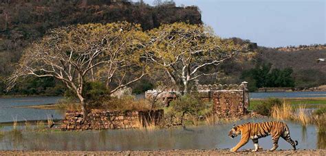 Ranthambore National Park - The Complete Travel Guide