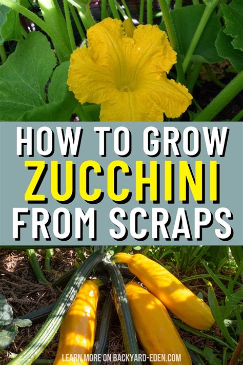 How To Grow Zucchini From Scraps Backyard Eden