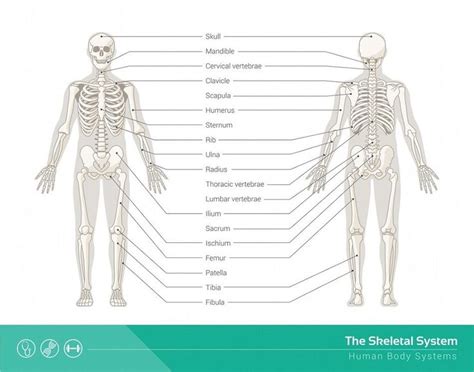 Skeletal System Definition Function And Parts Biology Dictionary