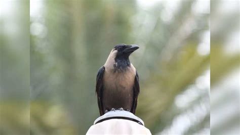 Crow