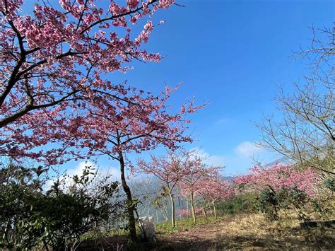 【賞花之旅】2022雲林草嶺櫻花季，粉嫩春櫻滿山盛開！ Yahoo奇摩時尚美妝