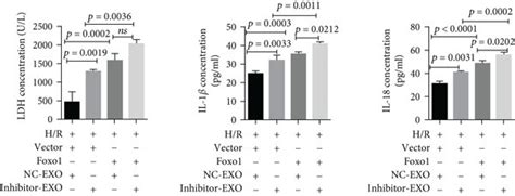 MiR 27b 3p In Hypoxic CMEC Derived Exosomes Attenuates H R Induced