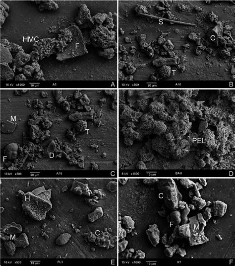 Sem Micrographs Of The M Grain Size Fraction A Foraminiferal