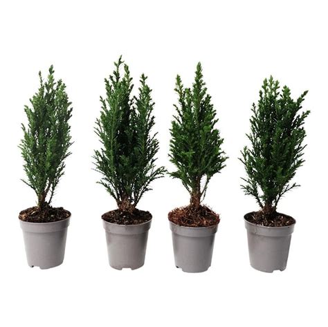 Chamaecyparis Lawsoniana Ellwoodii — Plant Wholesale Floraccess