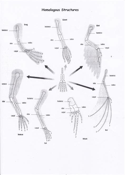 Homologous Structures Worksheet Answers - Printable Word Searches