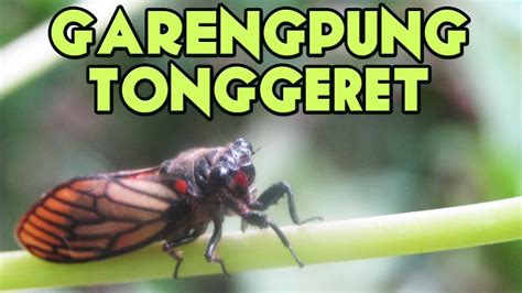 Video Dan Bunyi Suara Garengpung Tonggeret Youtube