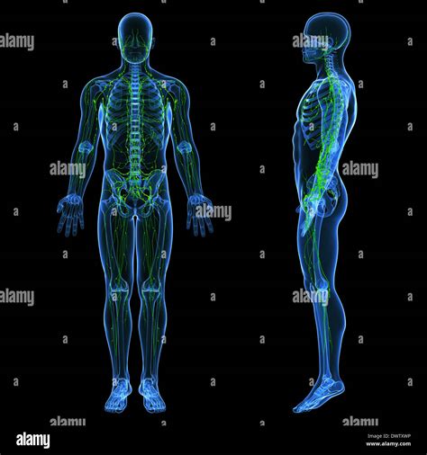 Lymphatic System Drawing Stock Photo Alamy