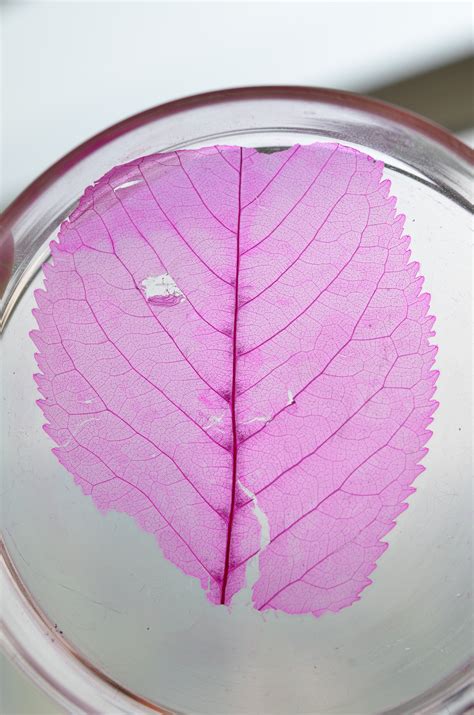 How will leaf venation help in plant identification?