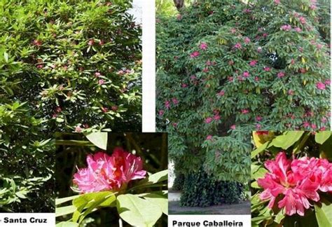 Rododendro Blanco Cuidados Y Consejos Para Mantener Esta Hermosa